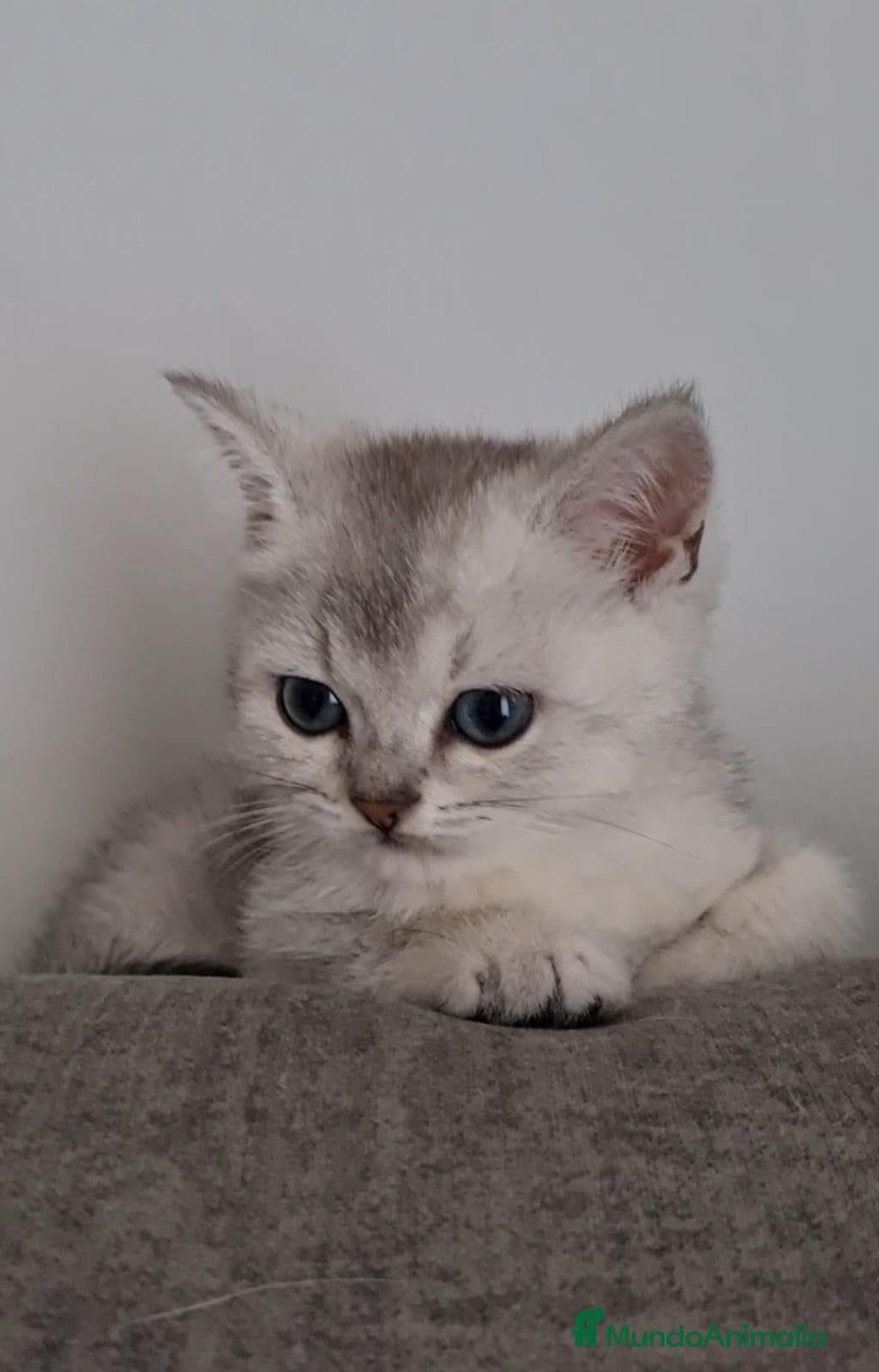 Británico de Pelo Corto gatos British color Silver Shaded - Anuncio 1