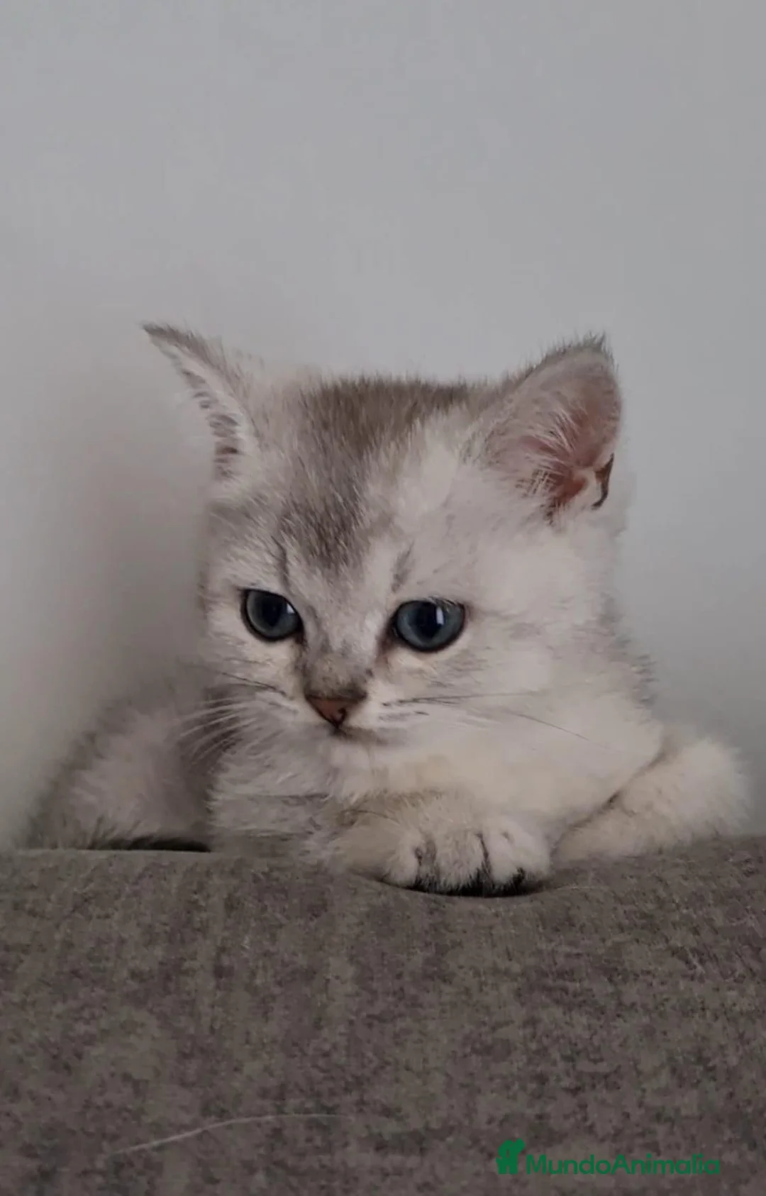 Británico de Pelo Corto gatos en venta: British color Silver Shaded - Anuncio 1