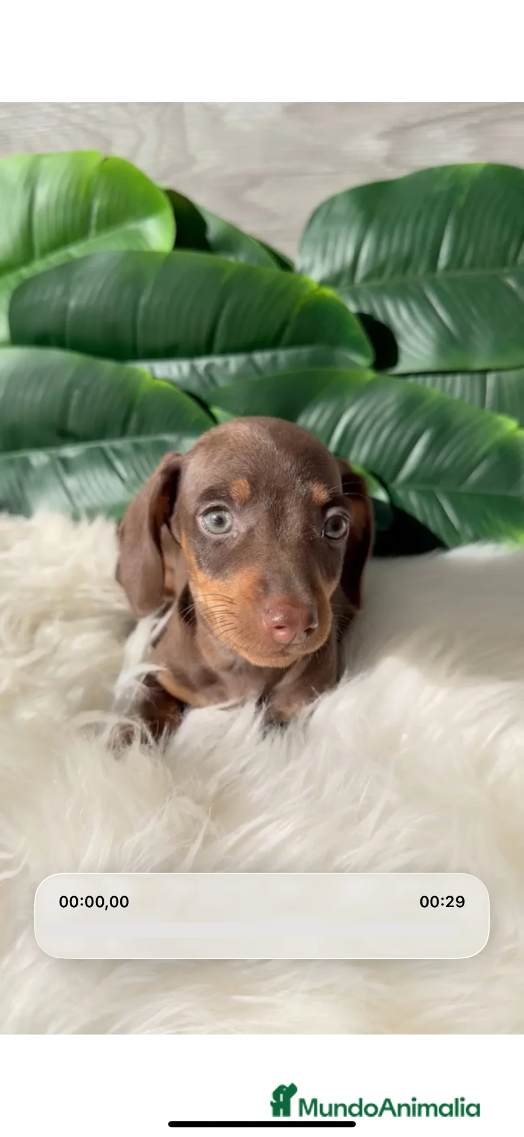 Teckel Miniatura perros en venta: TECKEL MINIATURA CHOCOLATE 🤎 - Anuncio 1
