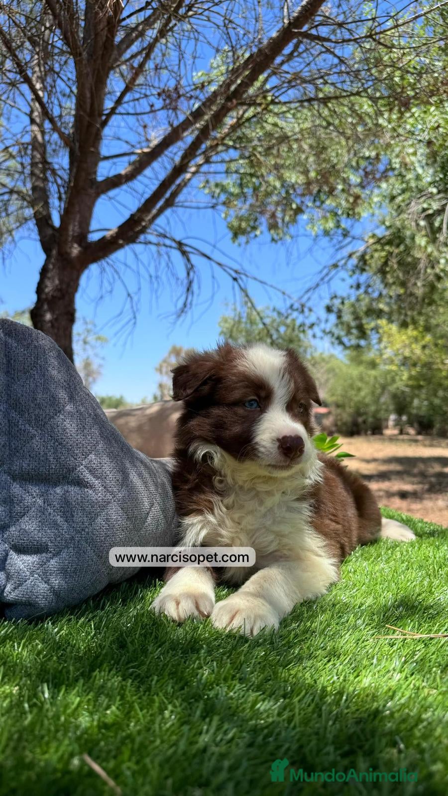 Border Collie perros BORDER COLLIE CHOCOLATE CAMADA - Anuncio 2