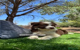 Border Collie perros en venta: BORDER COLLIE CHOCOLATE CAMADA - Imagen 2