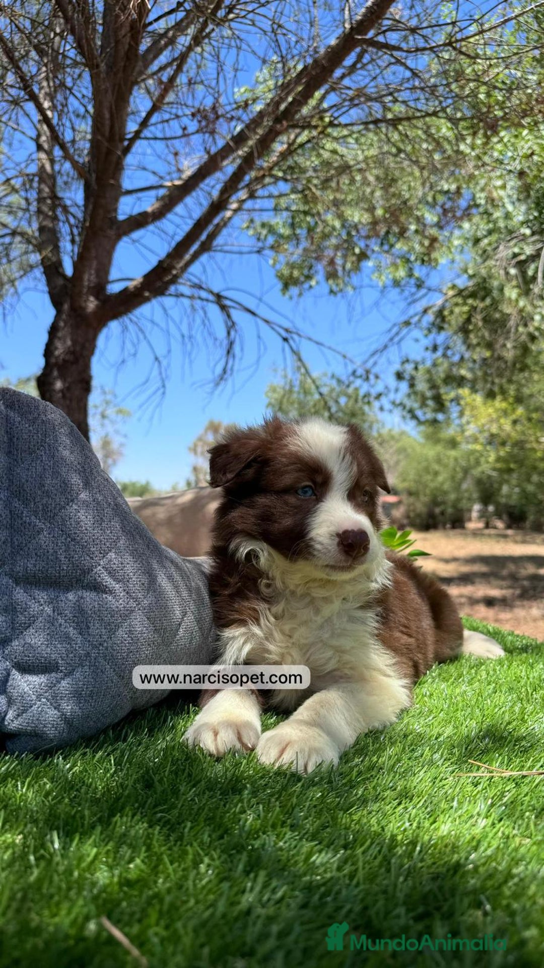 Border Collie perros en venta: BORDER COLLIE CHOCOLATE CAMADA - Imagen 2