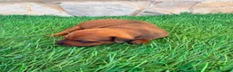 Pinscher Miniatura perros en venta: Pinscher Miniatura roja - Anuncio 16