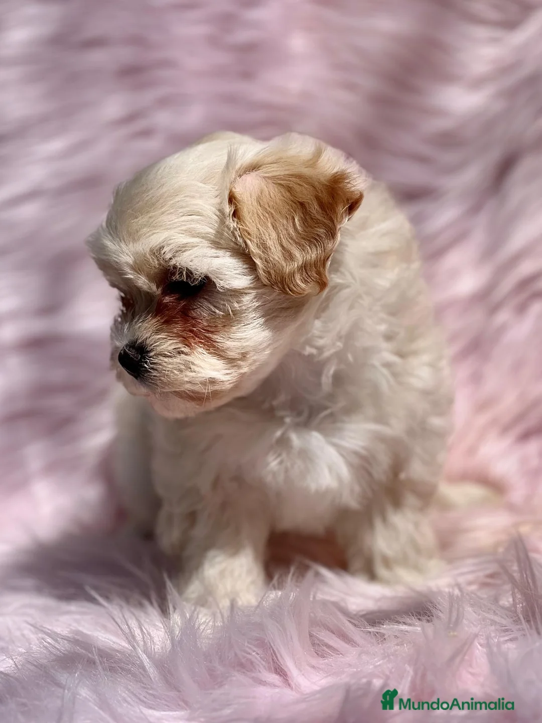 Maltipoo perros en venta: Maltipoo en Barcelona - Anuncio 4