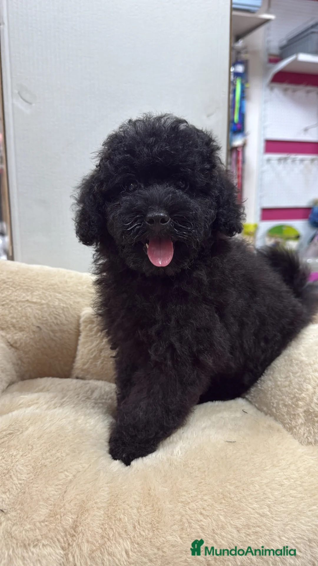 Caniche Toy perros en venta: Disponible último macho  - Anuncio 2