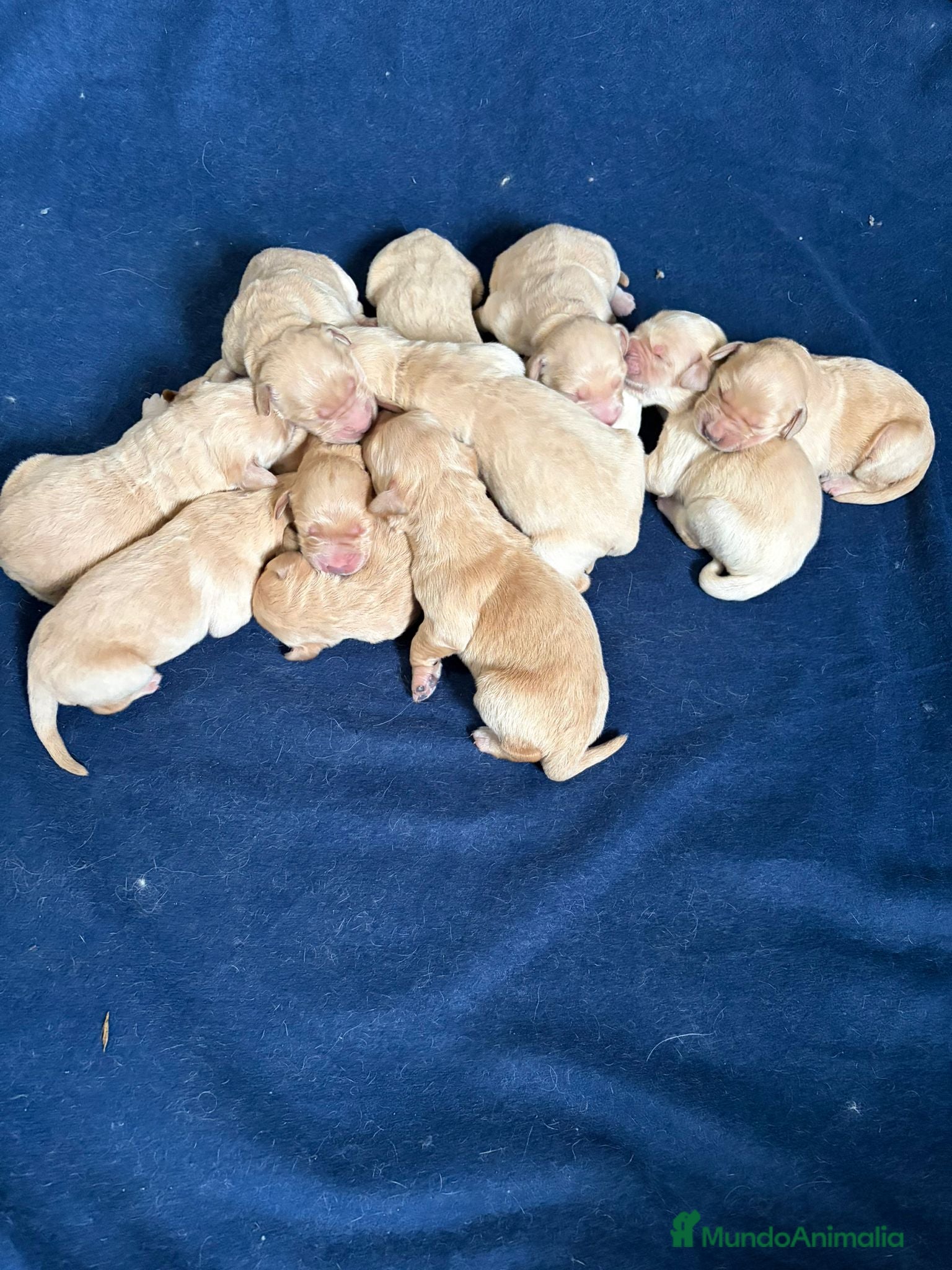 Golden Retriever perros Golden Retriever  - Anuncio 1