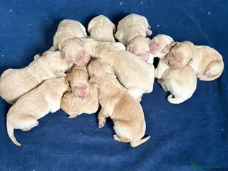 Golden Retriever perros Golden Retriever - Anuncio 1