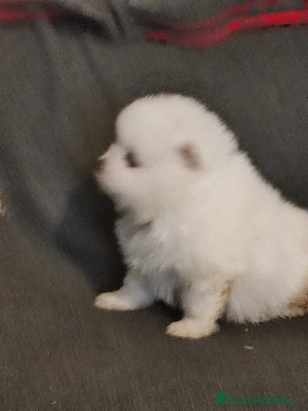 Pomerania perros en venta: Lulú de Pomerania  - Anuncio 2