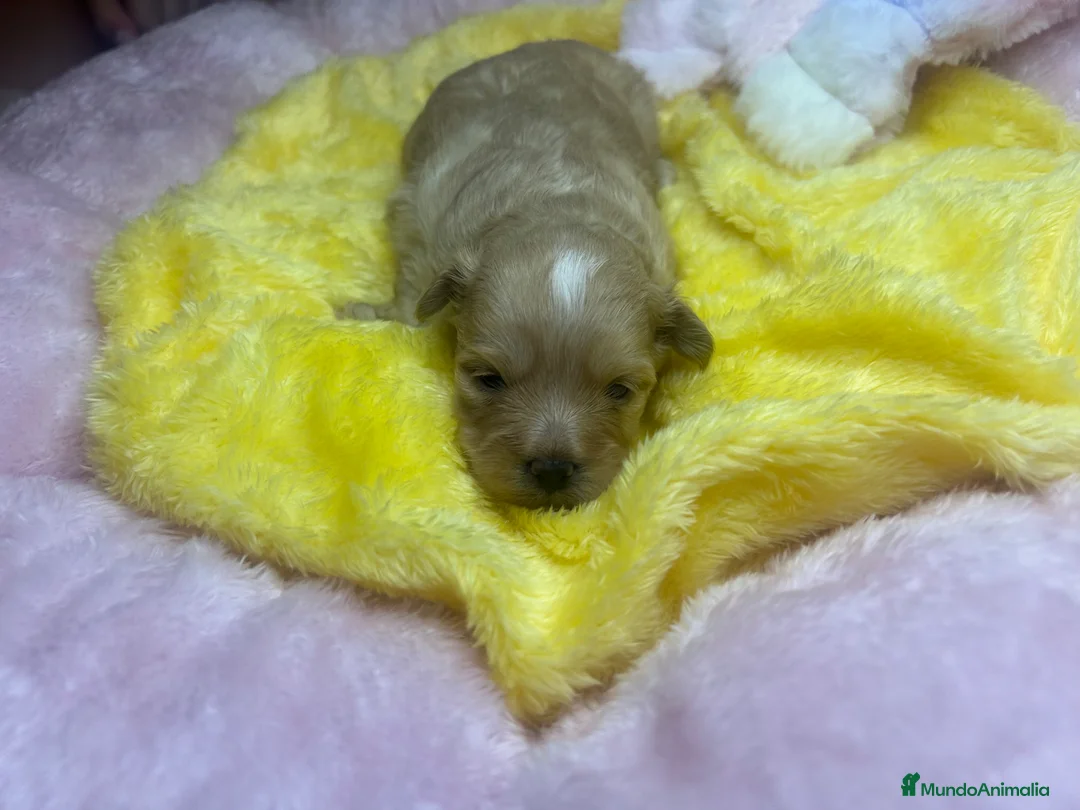 Maltipoo perros en venta: Adorables cachorritos de Maltipoo - Anuncio 1