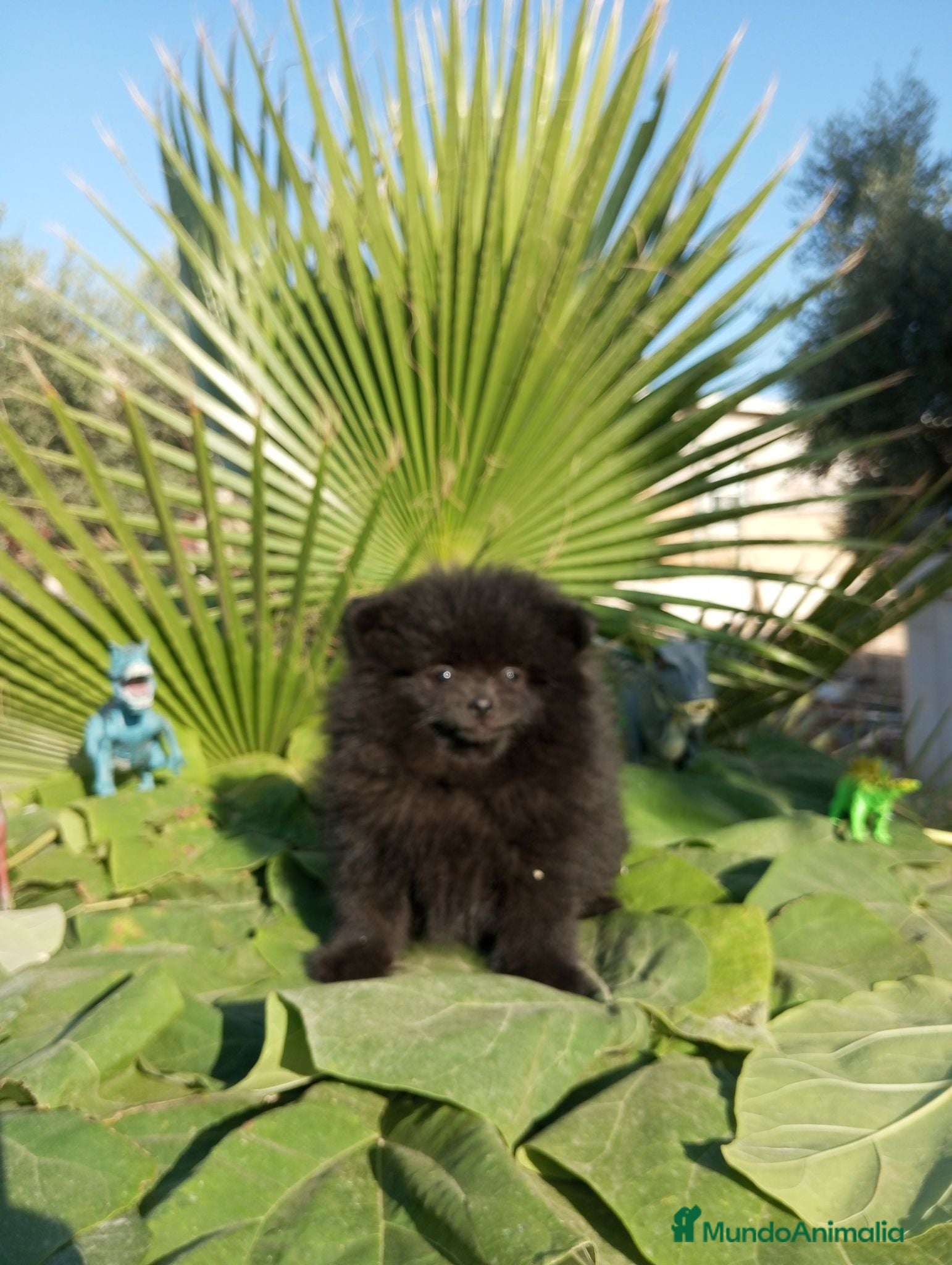 Pomerania perros Pomerania Toy - Anuncio 1
