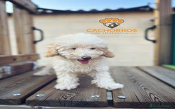 Caniche Enano perros en venta: Caniche Apricot  - Imagen 2