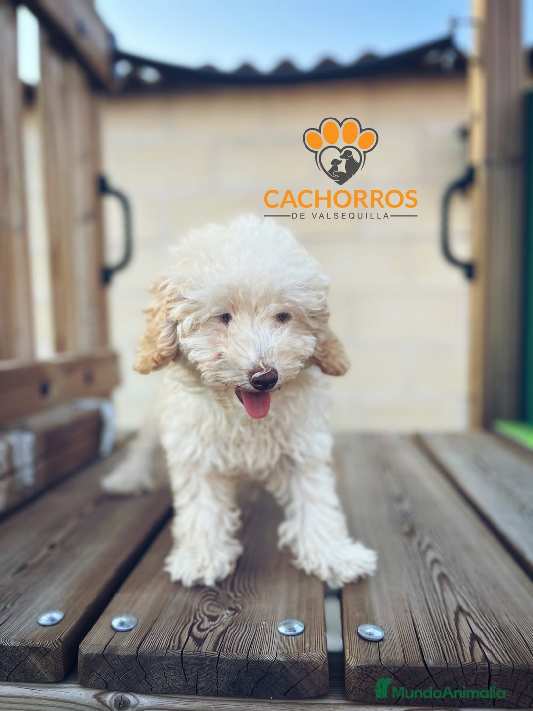 Caniche Enano perros en venta: Caniche Apricot  - Imagen 2