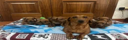 Teckel Miniatura perros en venta: Teckel kaninchen  - Anuncio 2
