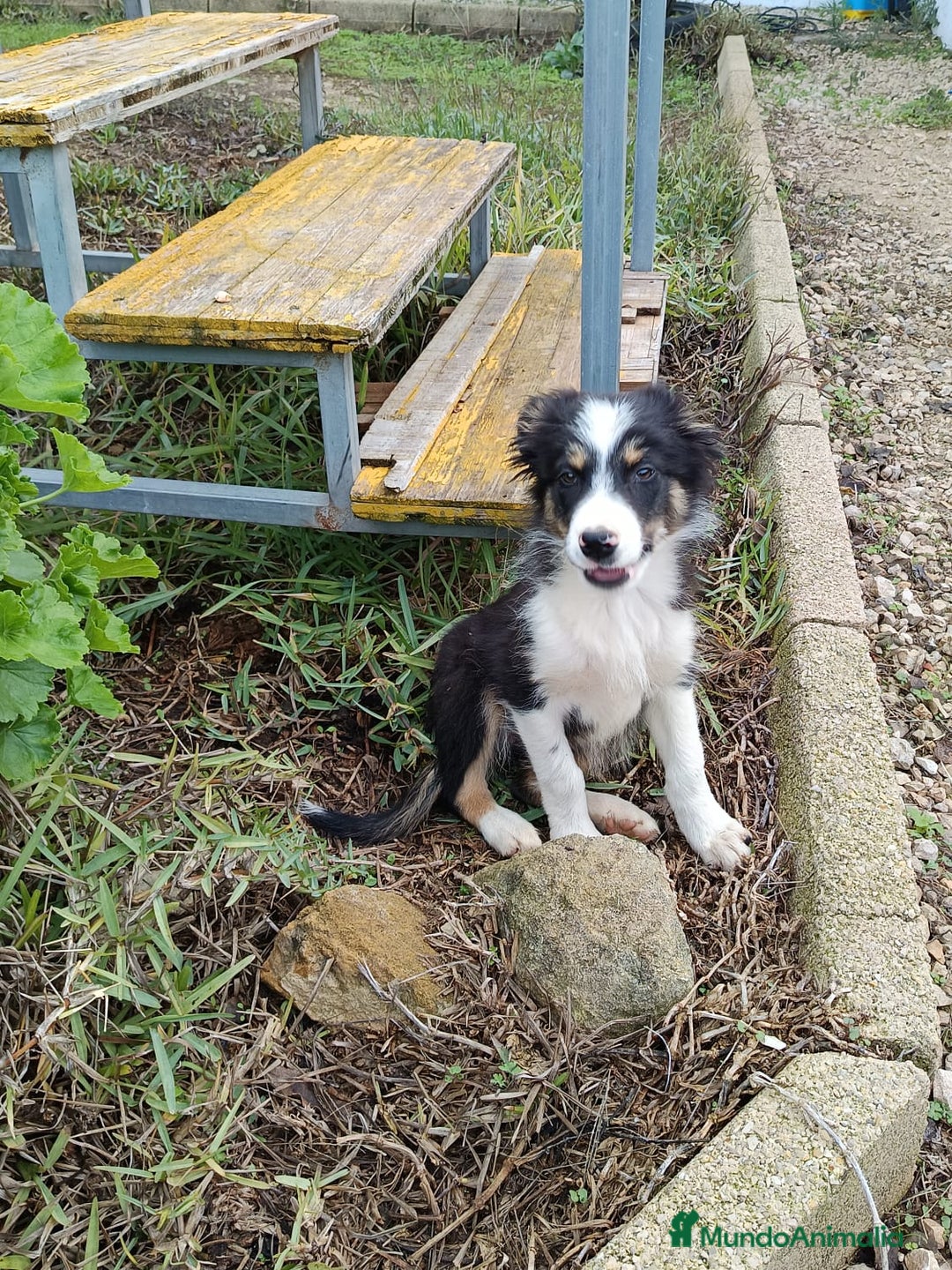 Border Collie perros en venta: Border collie  - Anuncio 3