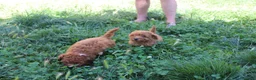 Caniche Toy perros en venta: Caniche Toy rojo  - Anuncio 10