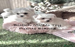 Bichón Maltés perros en venta: Bichon maltés Toy líneas Americana/coreana. - Imagen 2