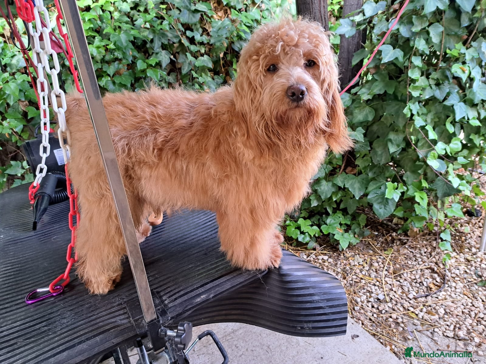 Labradoodle perros Labradoodle  - Anuncio 2