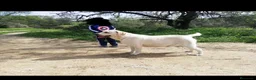 Labrador Retriever perros en venta: Cachorros de labradores amarillos - Anuncio 5