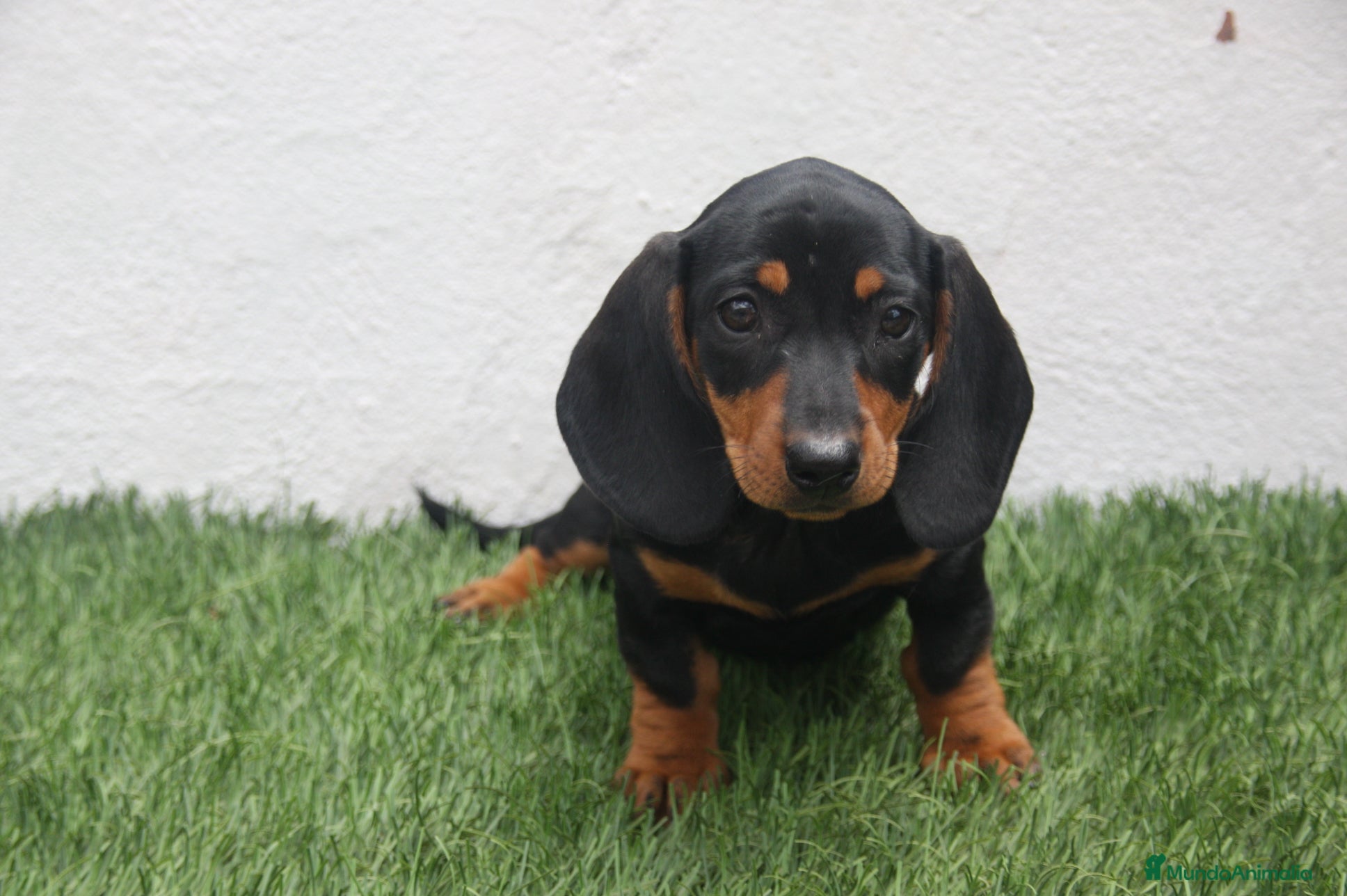 Teckel Miniatura perros Teckel Miniatura  - Anuncio 1