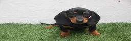 Teckel Miniatura perros en venta: Teckel Miniatura  - Anuncio 1