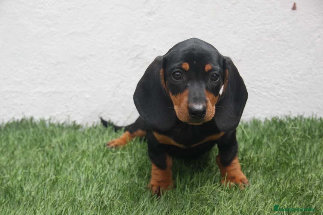 Teckel Miniatura perros en venta: Teckel Miniatura  - Anuncio 1