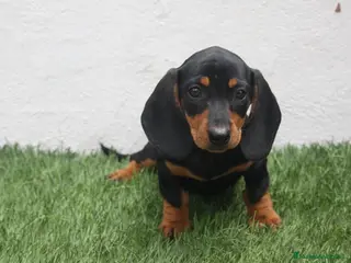 Teckel Miniatura perros Teckel Miniatura - Anuncio 3