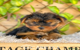 Yorkshire Terrier perros en venta: Camada de Rea - Imagen 3
