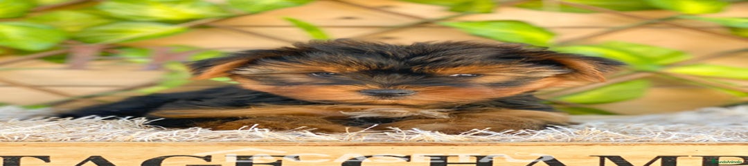 Yorkshire Terrier Cachorro 3762