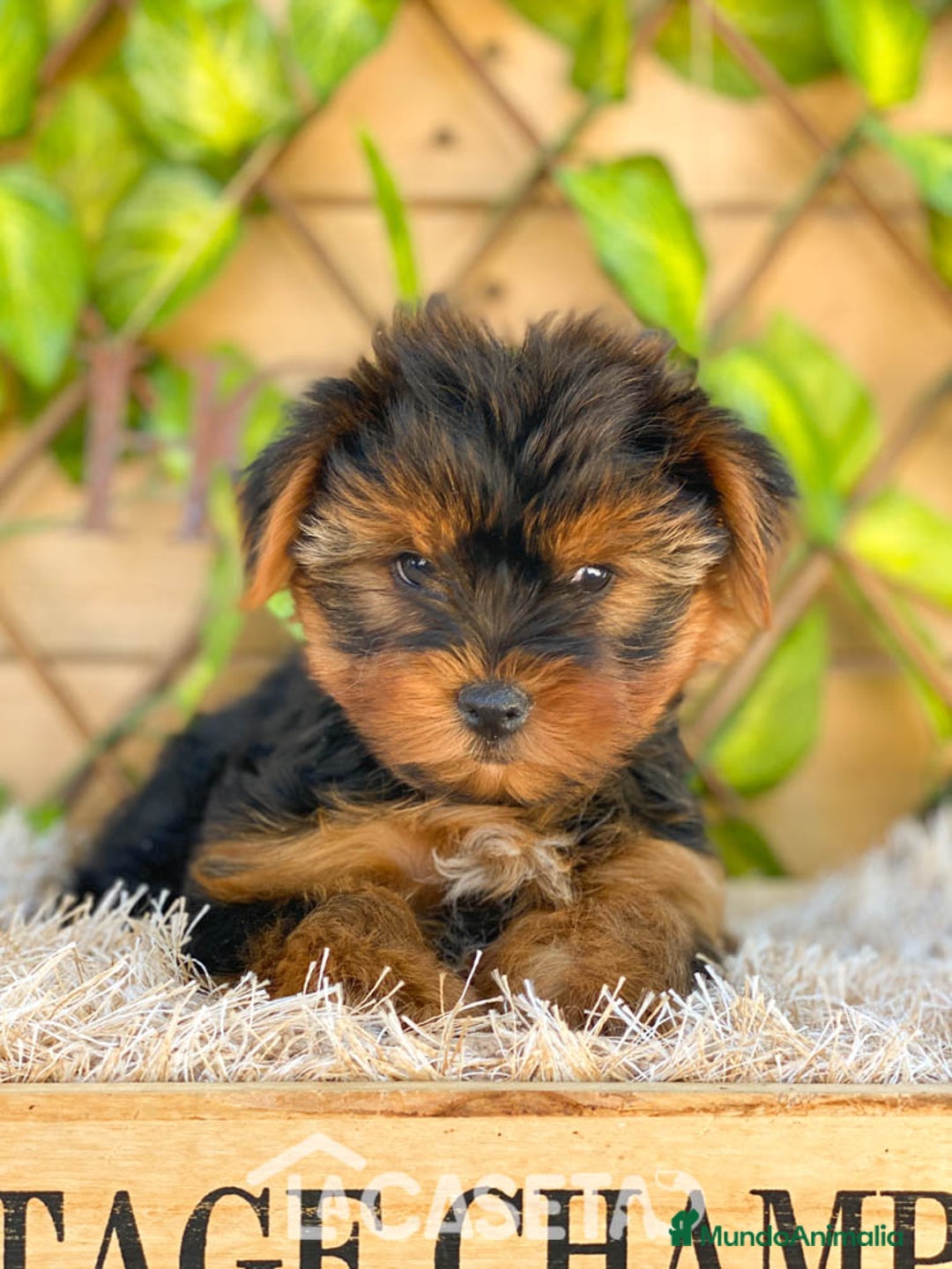 Yorkshire Terrier perros en venta: Camada de Rea - Imagen 3