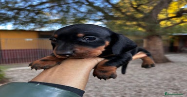 Teckel Miniatura perros - Anuncio 3