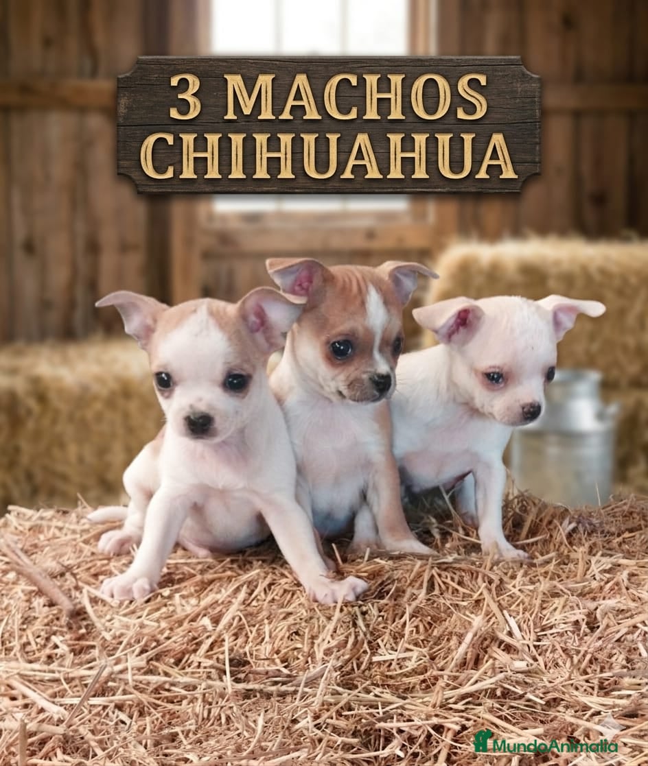 Chihuahua perros Chihuhua toy - Anuncio 1