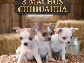 Chihuahua perros Chihuhua toy - Anuncio 1