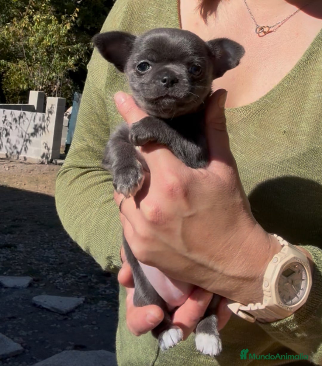 Chihuahua perros en venta: Preciosa hembra azul  - Imagen 4