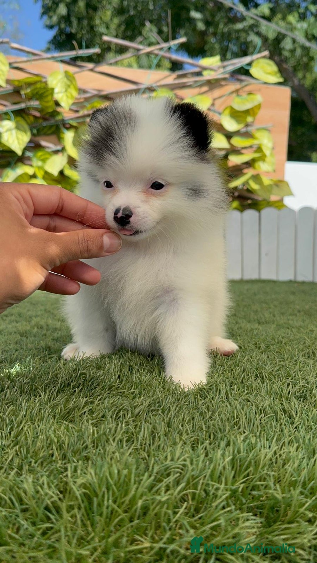 Pomerania perros en venta: POMERANIA HEMBRA BLANCA Y NEGRA - Imagen 7