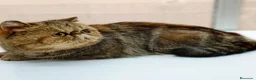 Exótico de Pelo Corto gatos en venta: Gata Adulta Adopcion - Anuncio 1