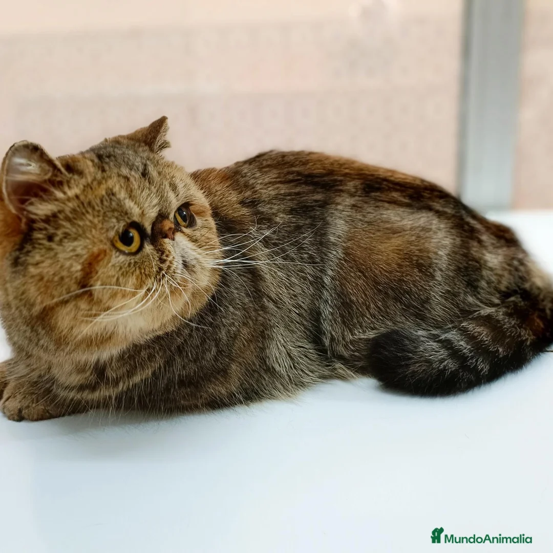 Exótico de Pelo Corto gatos en venta: Gata Adulta Adopcion - Anuncio 1