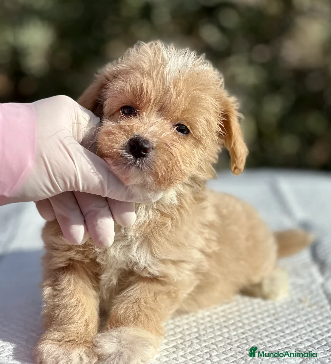 Maltipoo perros en venta: MALTIPOO TOY MACHO DISPONIBLES en Barcelona - Anuncio 3