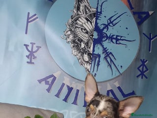 Chihuahua perros - Anuncio 8