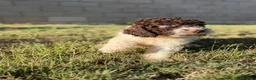 Perro de Agua Español perros en venta: Disponible Perros de agua de Calidad  - Anuncio 9