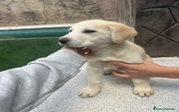 Labrador Retriever perros en venta: Labrador retriever macho  - Anuncio 3