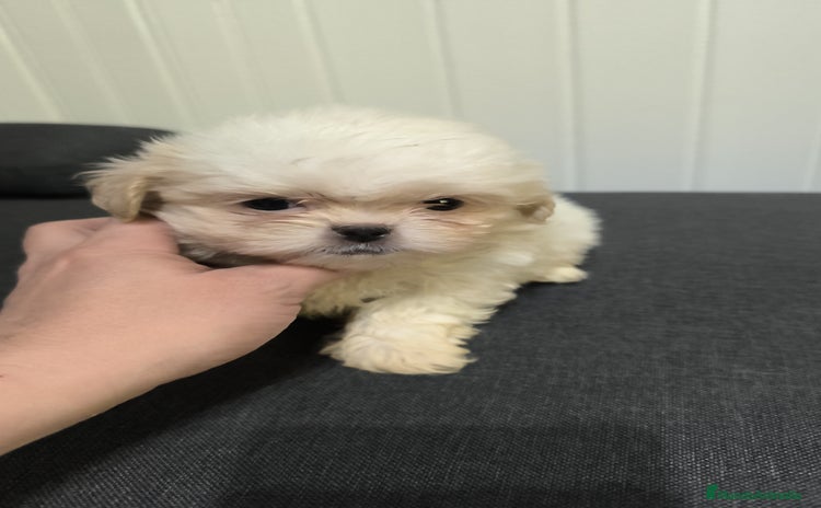 Shih Tzu perros - Anuncio 5