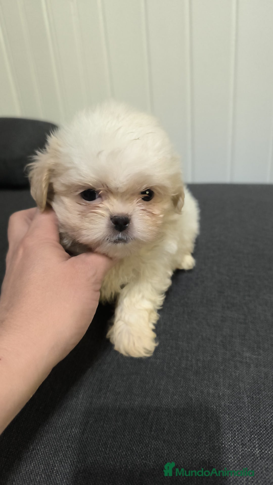 Shih Tzu perros en venta: Shih tzu  - Imagen 1