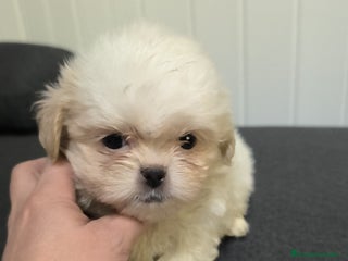 Shih Tzu perros - Anuncio 3