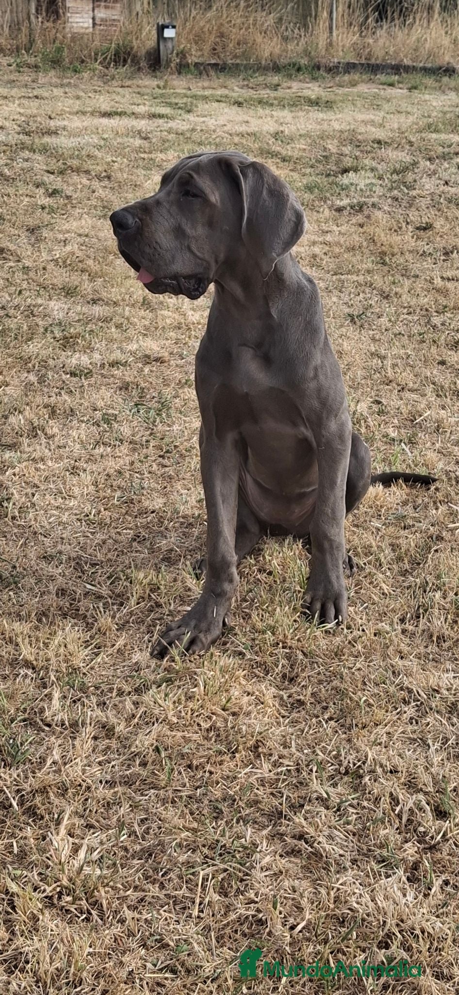 Dogo Alemán perros Dogo Alemán  - Anuncio 2