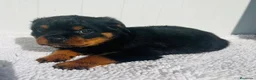 Rottweiler perros en venta:  Rottweiler  en Sevilla - Anuncio 23