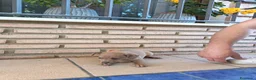 Pequeño Lebrel Italiano perros en venta:  Últimos!!Lebrel Italiano Picolo  - Anuncio 3