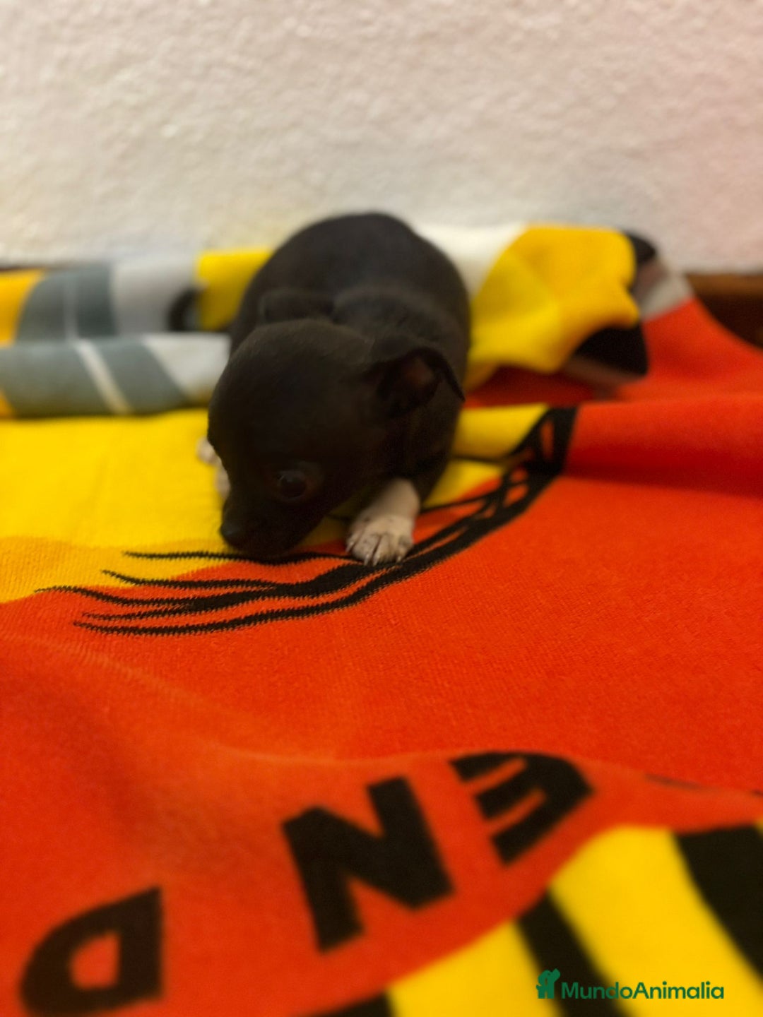 Chihuahua perros en venta: Chihuahua toy - Imagen 7