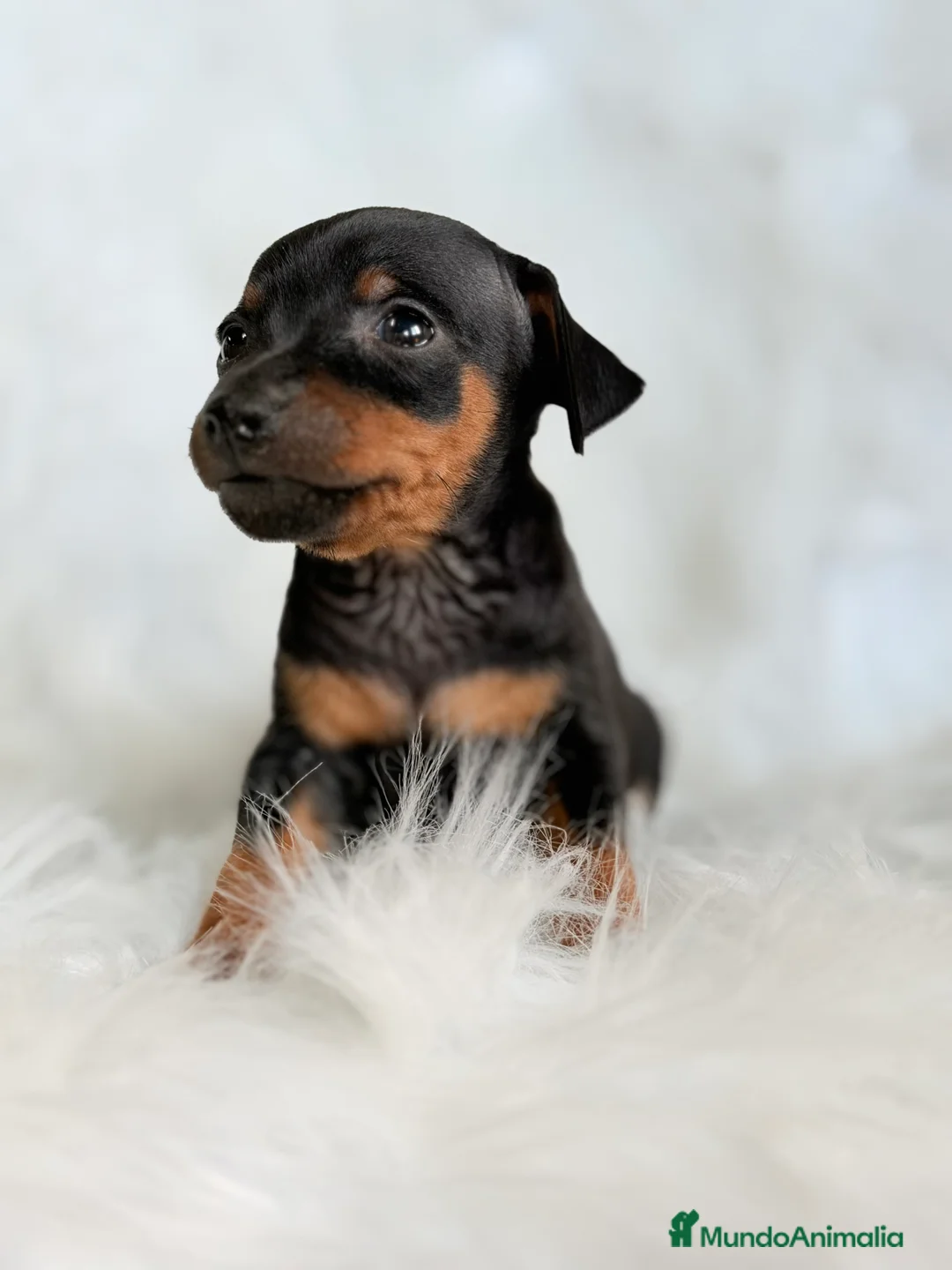 Pinscher Miniatura perros en venta: Minipincher machito  - Anuncio 2