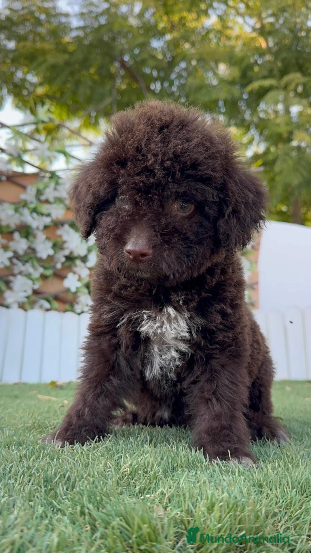 Perro de Agua Español perros en venta: PERRO DE AGUA ESPAÑOL - Anuncio 2