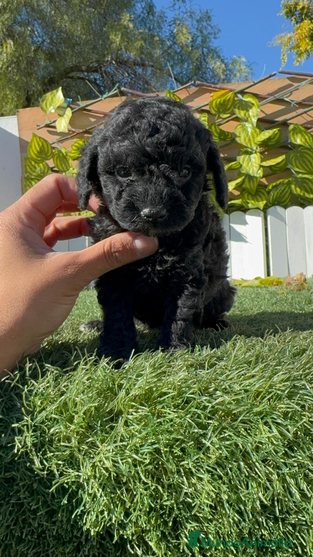 Caniche Toy perros en venta: CANICHE TOY HEMBRA - Anuncio 3